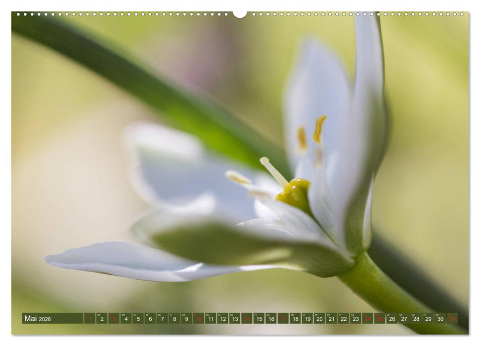 Die Natur hautnah (CALVENDO Premium Wandkalender 2026)