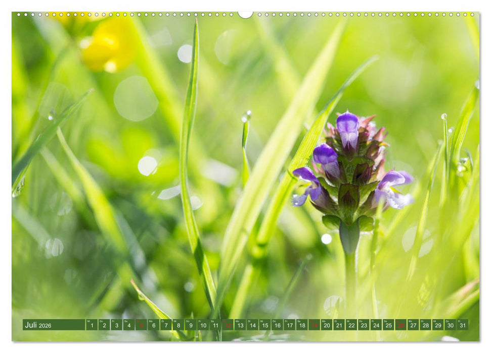 Die Natur hautnah (CALVENDO Premium Wandkalender 2026)