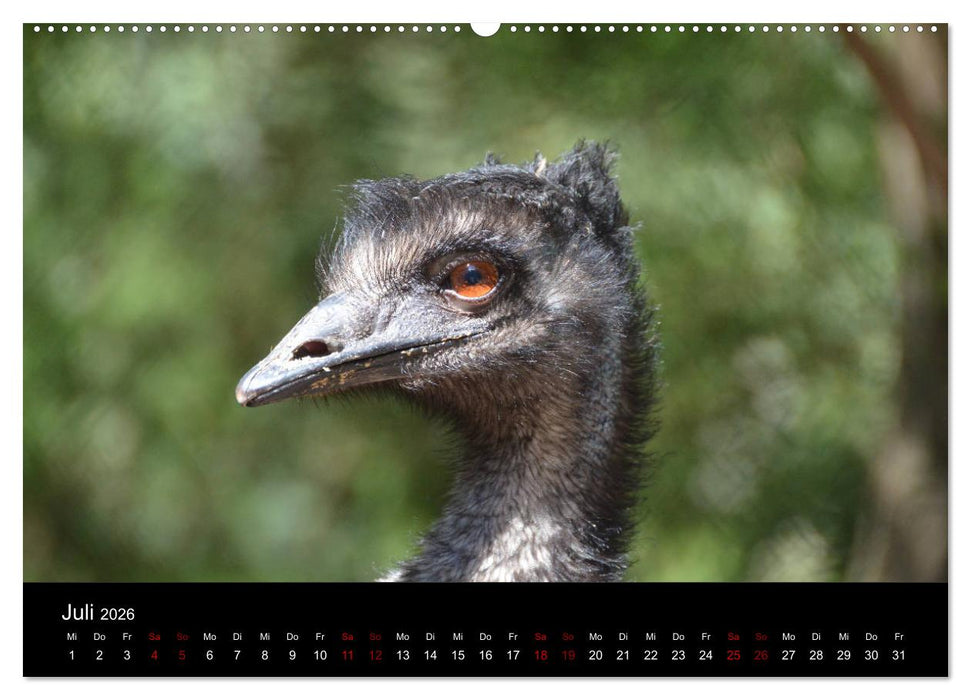 Australian Wildlife (CALVENDO Premium Wandkalender 2026)