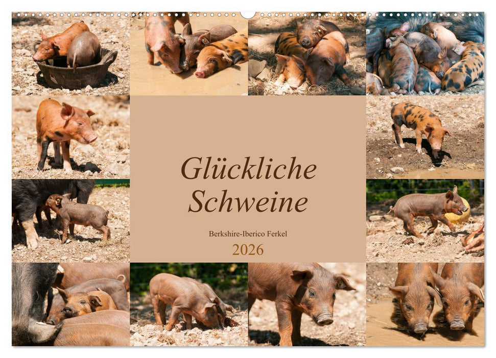 Glückliche Schweine Berkshire-Iberico Ferkel (CALVENDO Wandkalender 2026)