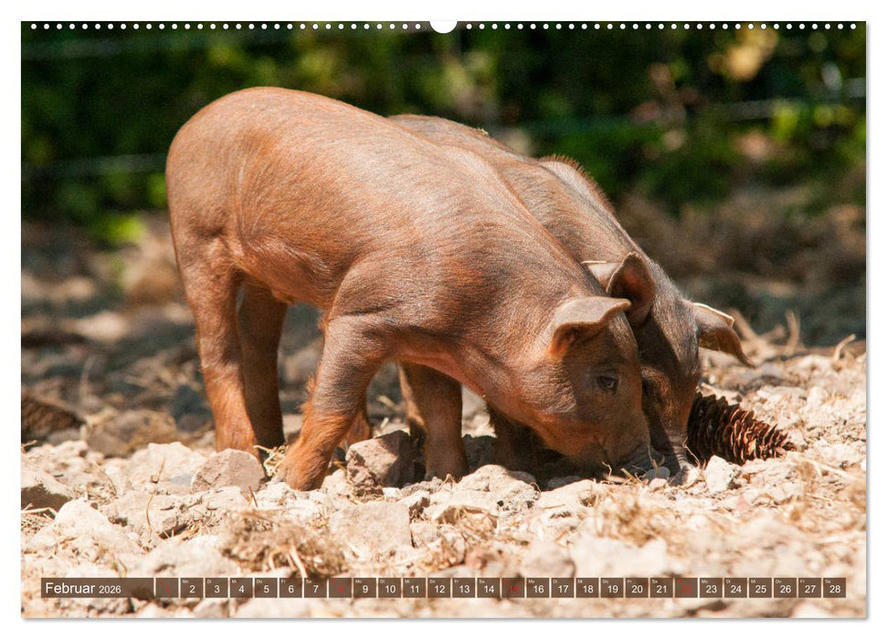 Glückliche Schweine Berkshire-Iberico Ferkel (CALVENDO Wandkalender 2026)