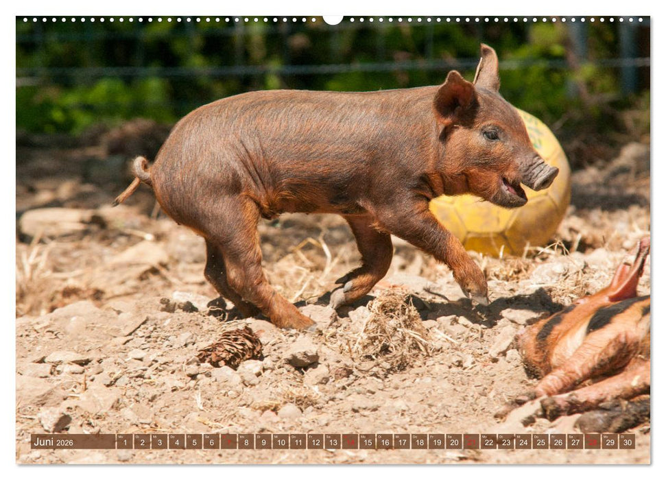 Glückliche Schweine Berkshire-Iberico Ferkel (CALVENDO Wandkalender 2026)