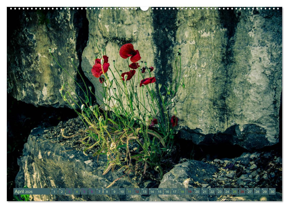 Wildwuchs 2026 (CALVENDO Premium Wandkalender 2026)