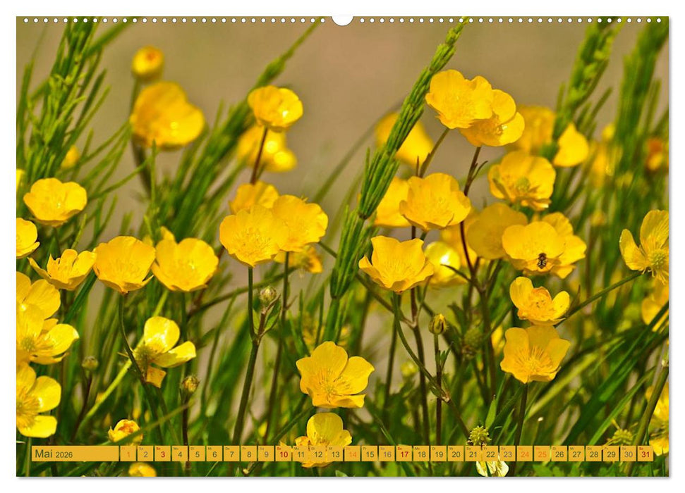 Wildwuchs 2026 (CALVENDO Premium Wandkalender 2026)