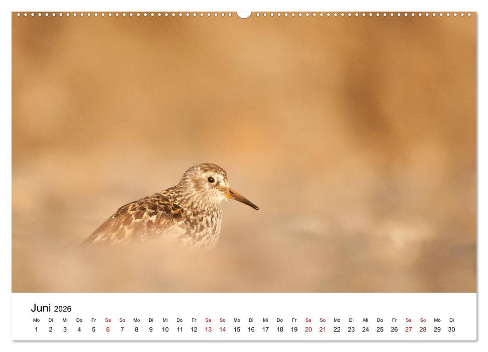 Spitzbergenkalender (CALVENDO Wandkalender 2026)