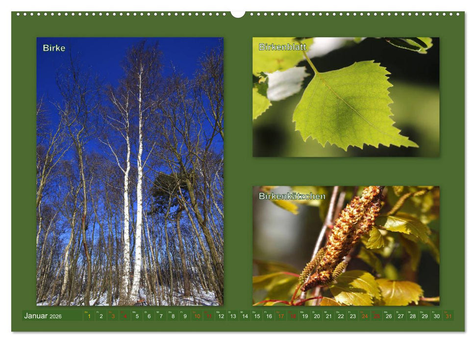 Faszinierende Bäume (CALVENDO Premium Wandkalender 2026)