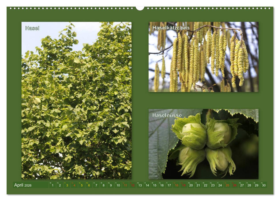 Faszinierende Bäume (CALVENDO Premium Wandkalender 2026)