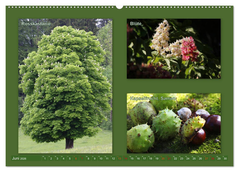 Faszinierende Bäume (CALVENDO Premium Wandkalender 2026)