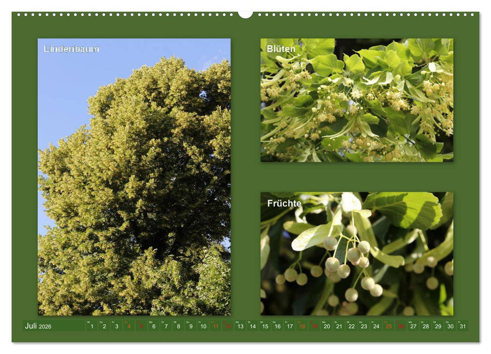 Faszinierende Bäume (CALVENDO Premium Wandkalender 2026)