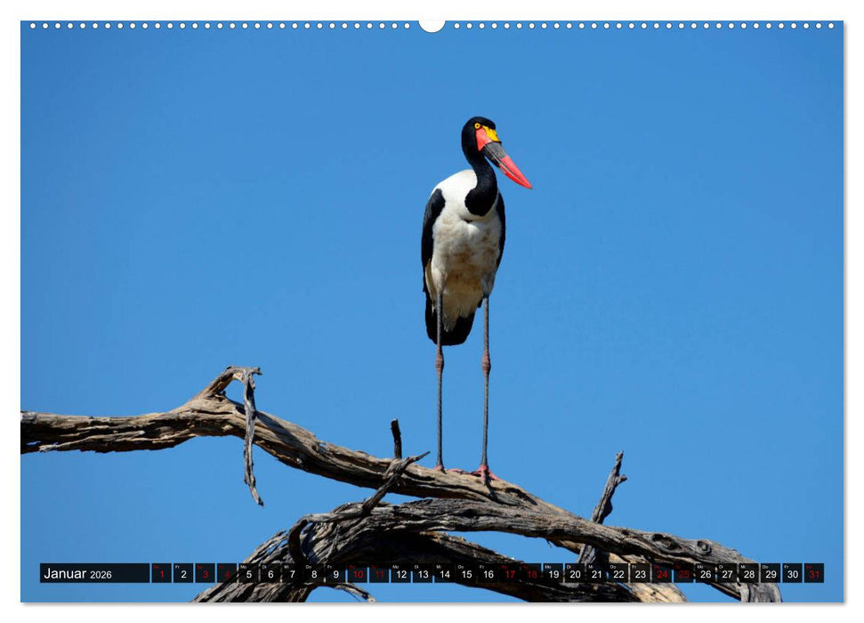 Faszination Botswana (CALVENDO Premium Wandkalender 2026)