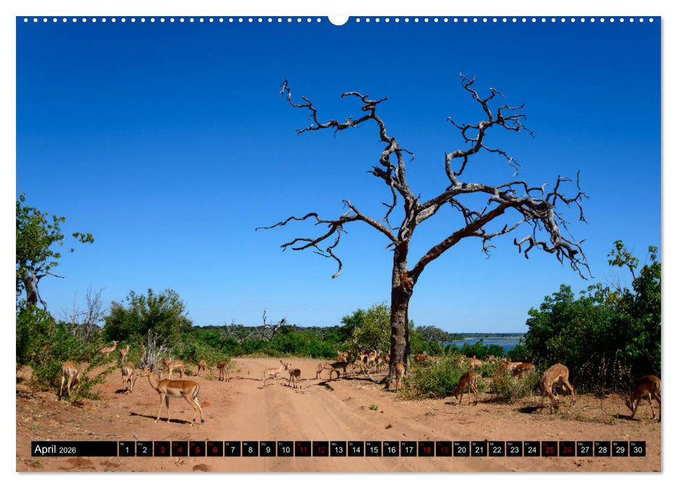 Faszination Botswana (CALVENDO Premium Wandkalender 2026)