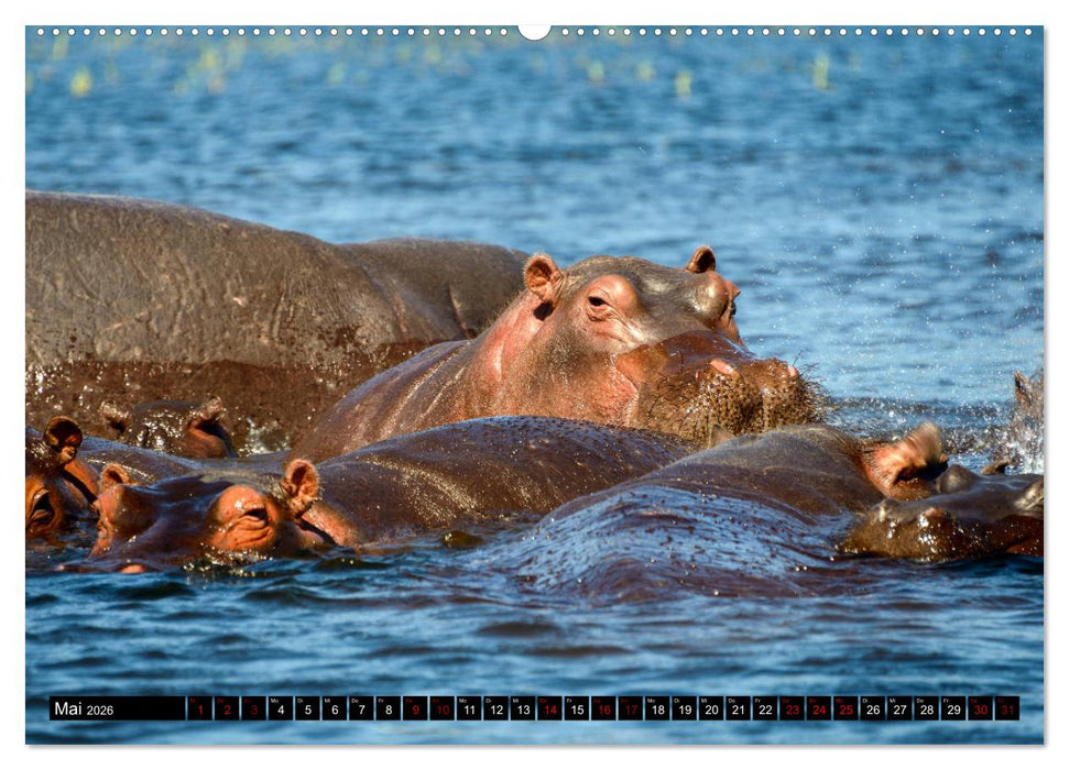 Faszination Botswana (CALVENDO Premium Wandkalender 2026)