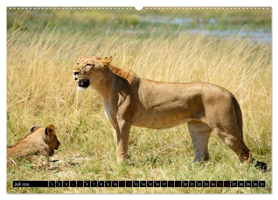 Faszination Botswana (CALVENDO Premium Wandkalender 2026)