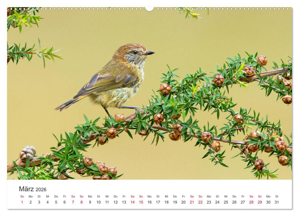 Singvögel aus Australien (CALVENDO Premium Wandkalender 2026)