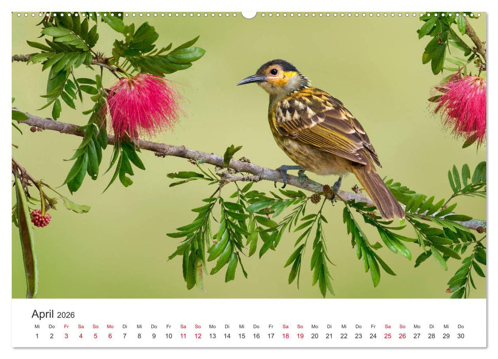 Singvögel aus Australien (CALVENDO Premium Wandkalender 2026)