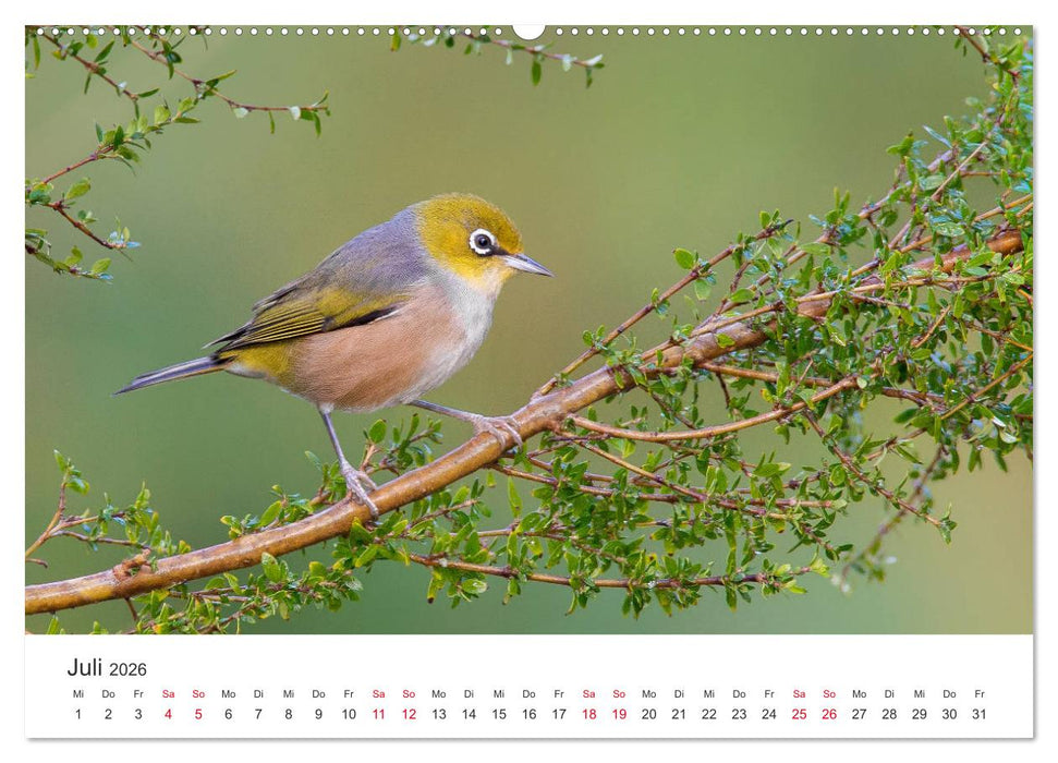 Singvögel aus Australien (CALVENDO Premium Wandkalender 2026)