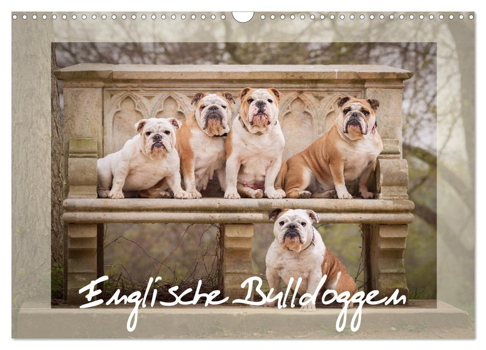 Englische Bulldoggen (CALVENDO Wandkalender 2026)