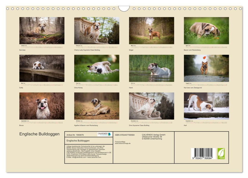 Englische Bulldoggen (CALVENDO Wandkalender 2026)
