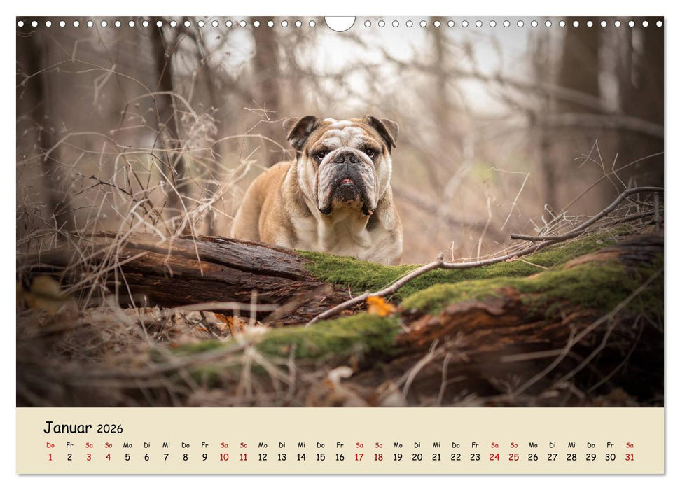 Englische Bulldoggen (CALVENDO Wandkalender 2026)