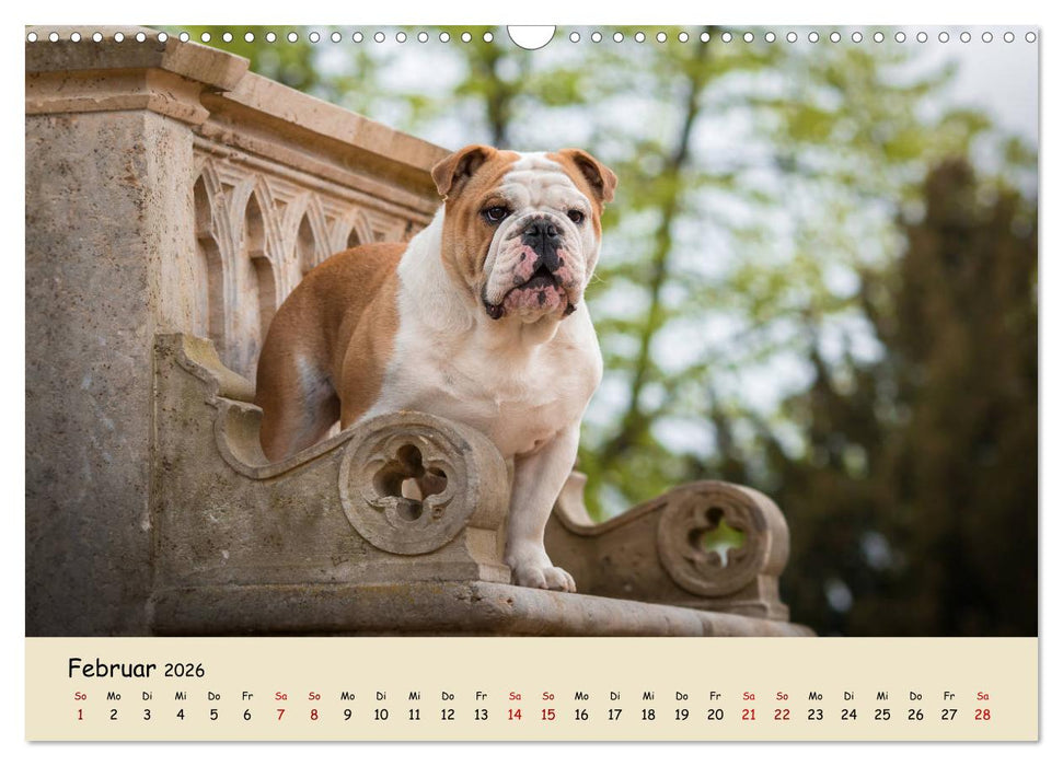 Englische Bulldoggen (CALVENDO Wandkalender 2026)