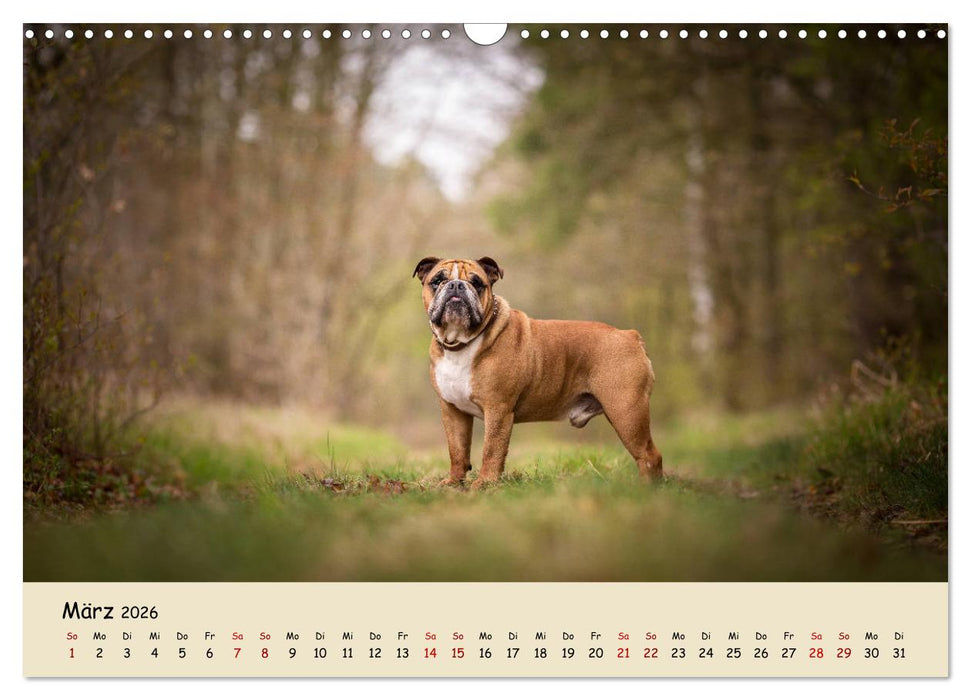 Englische Bulldoggen (CALVENDO Wandkalender 2026)