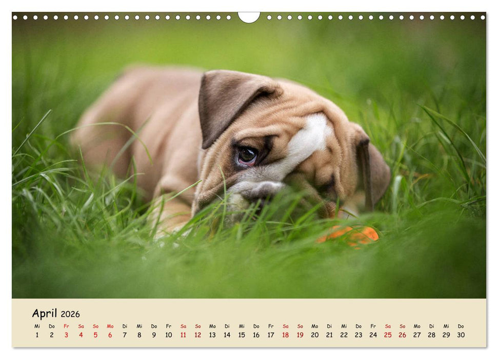 Englische Bulldoggen (CALVENDO Wandkalender 2026)