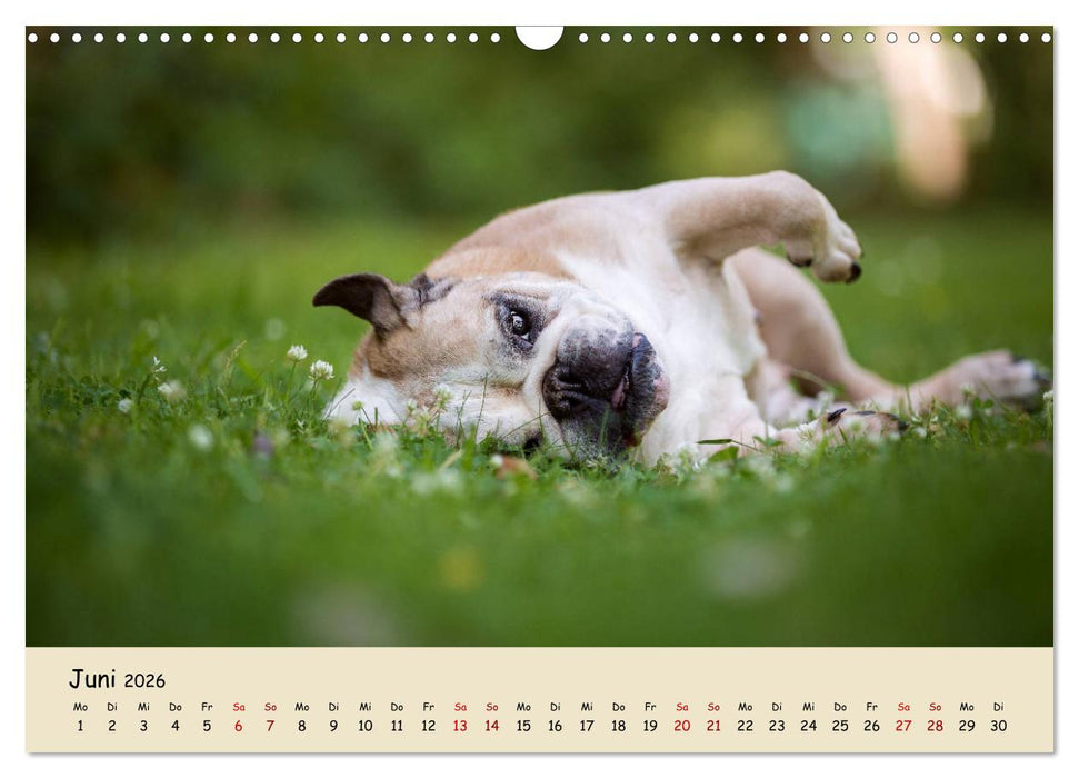Englische Bulldoggen (CALVENDO Wandkalender 2026)
