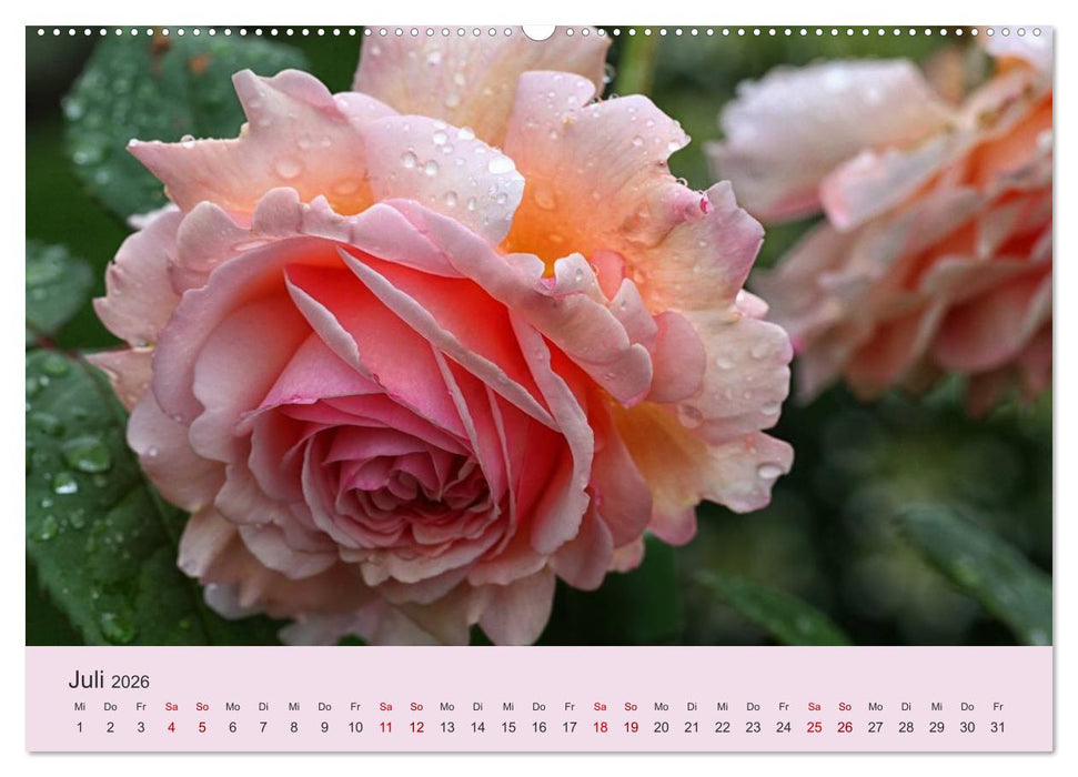 Rosen Reigen im Garten (CALVENDO Premium Wandkalender 2026)