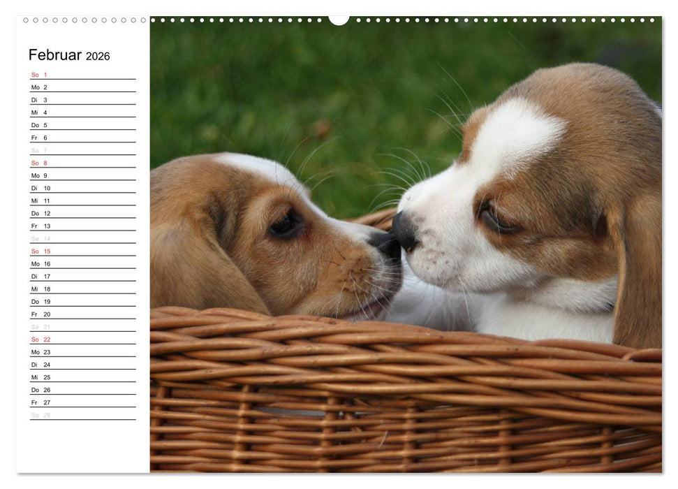 DER BEAGLEige TERMINPLANER (CALVENDO Premium Wandkalender 2026)