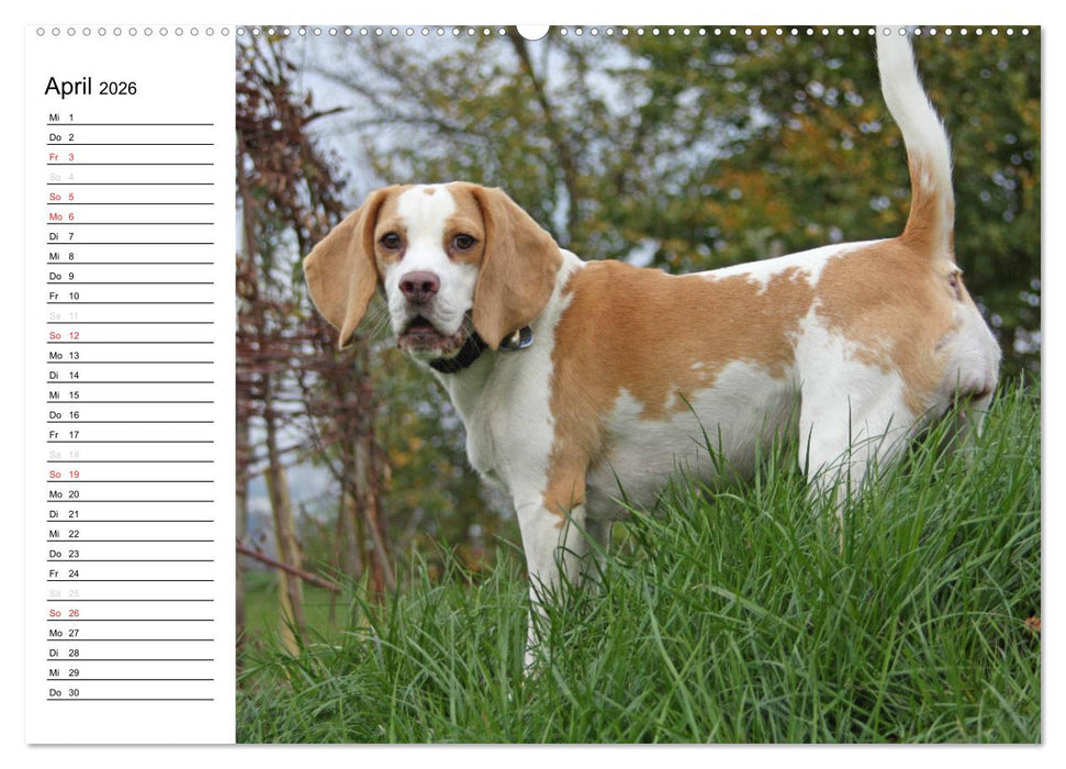 DER BEAGLEige TERMINPLANER (CALVENDO Premium Wandkalender 2026)