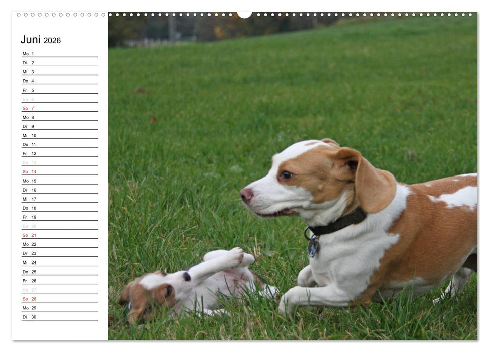 DER BEAGLEige TERMINPLANER (CALVENDO Premium Wandkalender 2026)