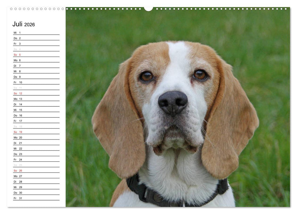 DER BEAGLEige TERMINPLANER (CALVENDO Premium Wandkalender 2026)
