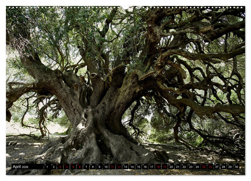 Sardinien - Der Norden (CALVENDO Premium Wandkalender 2026)