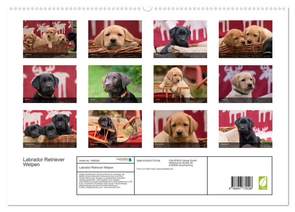 Labrador Retriever Welpen (CALVENDO Premium Wandkalender 2026)