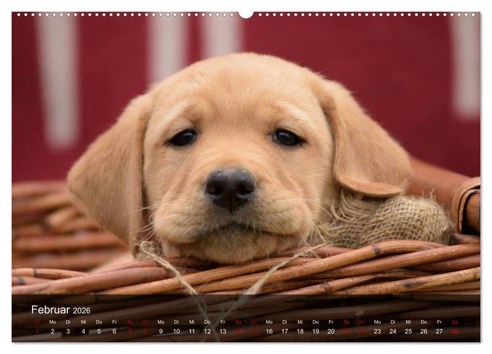 Labrador Retriever Welpen (CALVENDO Premium Wandkalender 2026)