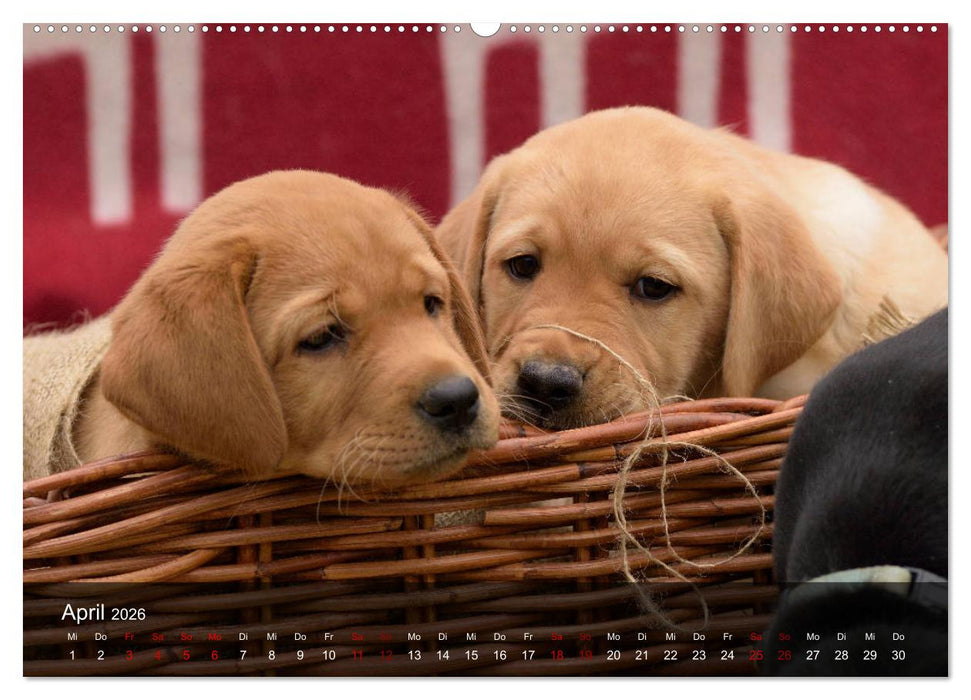 Labrador Retriever Welpen (CALVENDO Premium Wandkalender 2026)