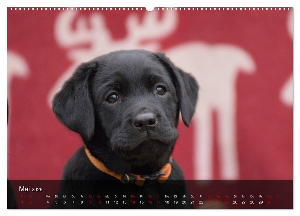 Labrador Retriever Welpen (CALVENDO Premium Wandkalender 2026)