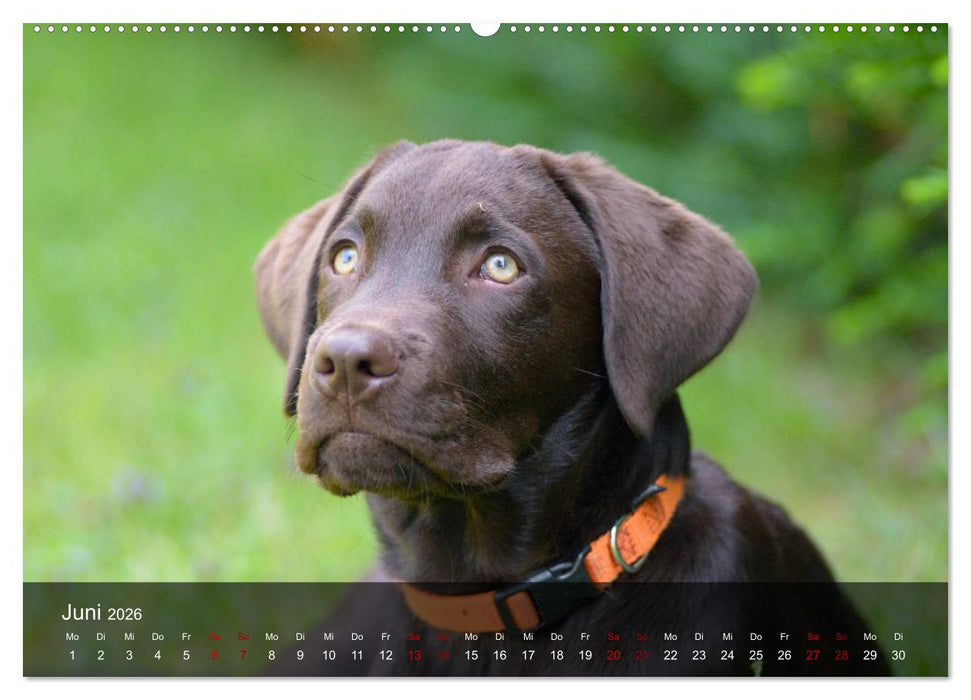 Labrador Retriever Welpen (CALVENDO Premium Wandkalender 2026)