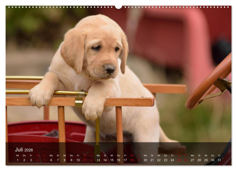 Labrador Retriever Welpen (CALVENDO Premium Wandkalender 2026)