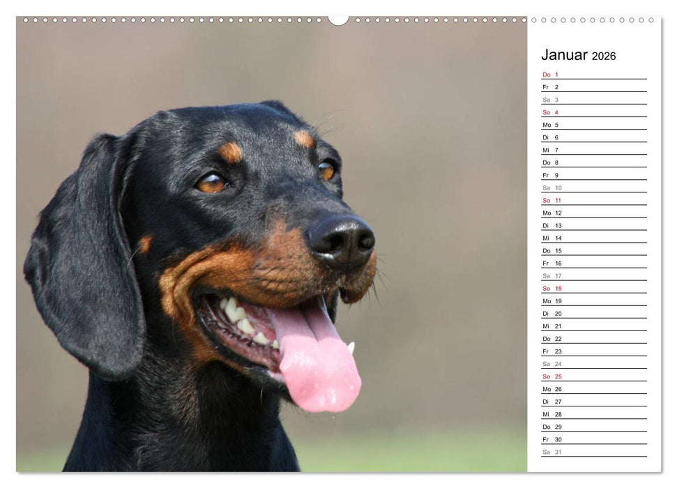 Der Brandlbracken-Terminplaner (CALVENDO Premium Wandkalender 2026)