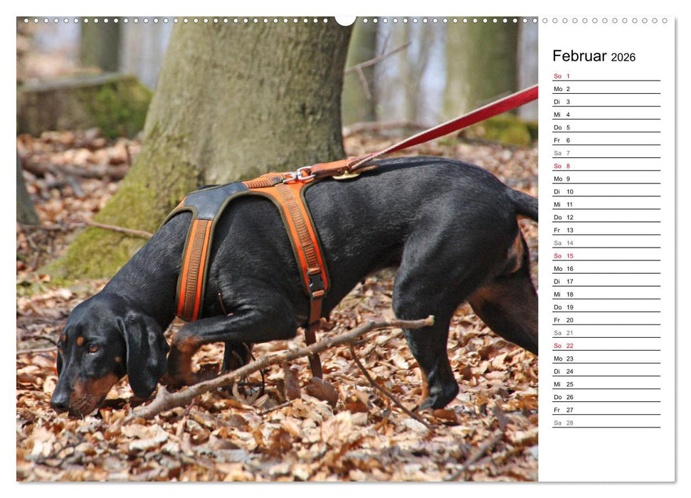 Der Brandlbracken-Terminplaner (CALVENDO Premium Wandkalender 2026)