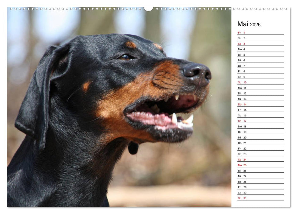 Der Brandlbracken-Terminplaner (CALVENDO Premium Wandkalender 2026)