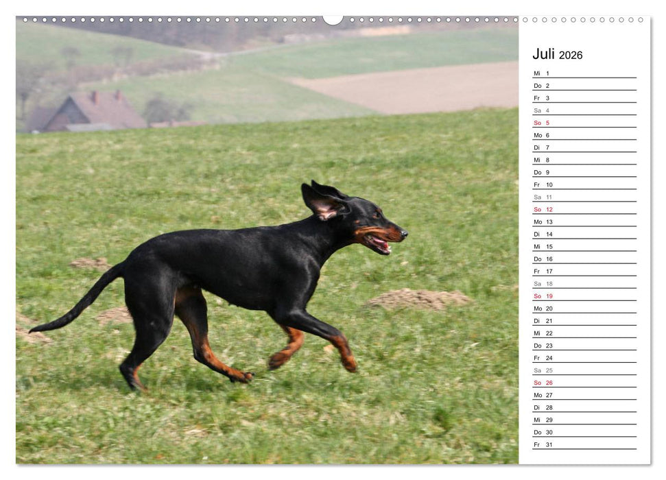 Der Brandlbracken-Terminplaner (CALVENDO Premium Wandkalender 2026)