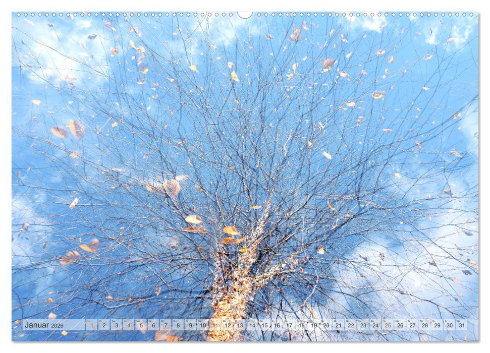 Vielfalt der Bäume - variety of trees (CALVENDO Wandkalender 2026)
