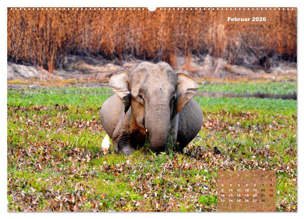 Wilde Tiere Indiens (CALVENDO Premium Wandkalender 2026)