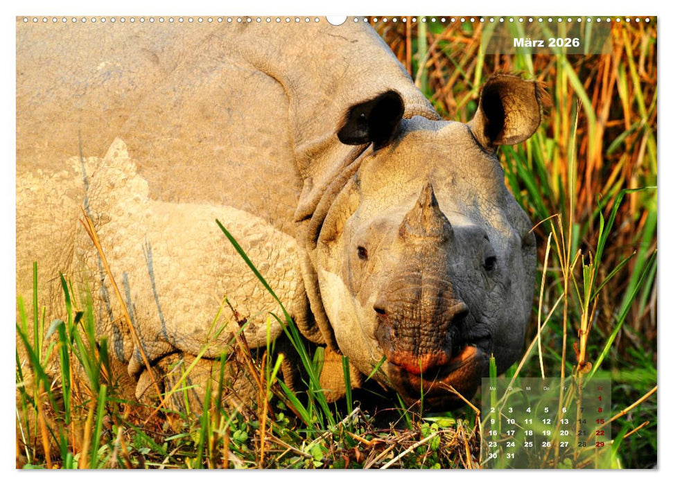 Wilde Tiere Indiens (CALVENDO Premium Wandkalender 2026)