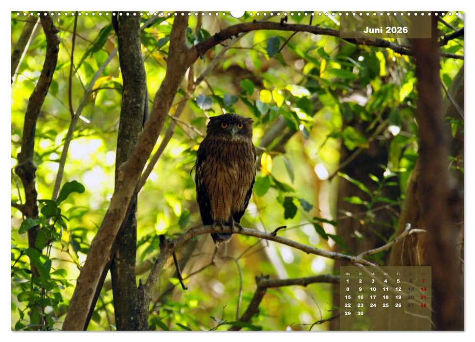 Wilde Tiere Indiens (CALVENDO Premium Wandkalender 2026)