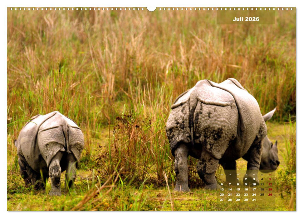 Wilde Tiere Indiens (CALVENDO Premium Wandkalender 2026)
