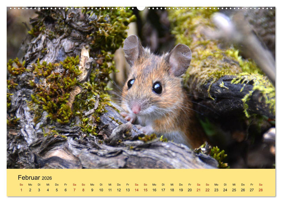 ... hier kommt die Maus ... (CALVENDO Premium Wandkalender 2026)
