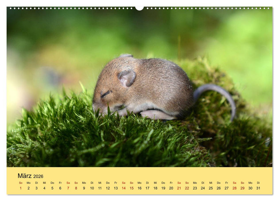 ... hier kommt die Maus ... (CALVENDO Premium Wandkalender 2026)